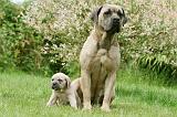CANE CORSO 1094